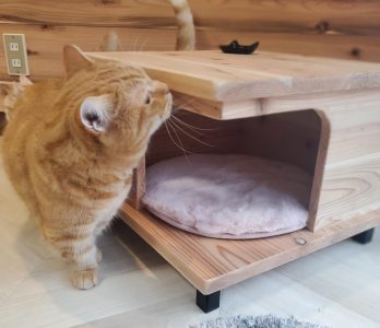 キャットハウス